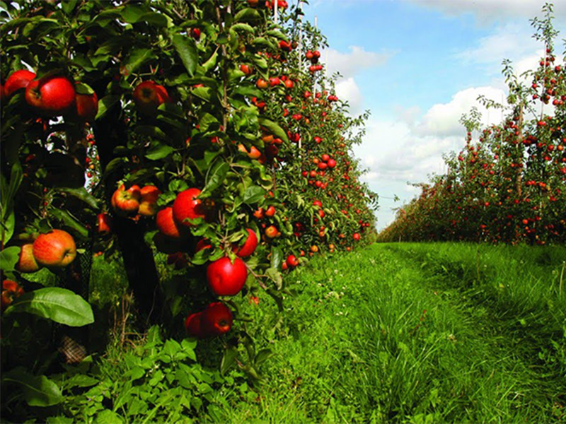 Arbol frutal